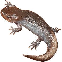 Common Mole
